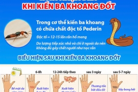 VIÊM DA DO KIẾN BA KHOANG: CÁCH NHẬN BIẾT VÀ XỬ TRÍ